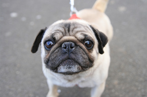 パグ犬の癒しの高画質な画像まとめ 小さいけれど可愛い姿をたっぷりお楽しみください 写真まとめサイト Pictas